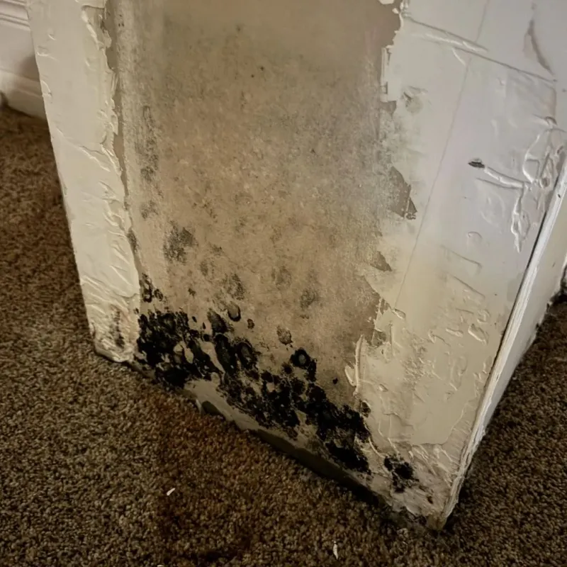 Professional Mold Removal in Camas, WA